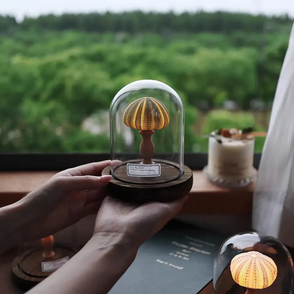 Veilleuse Oursin sous Cloche en Verre – Clesio