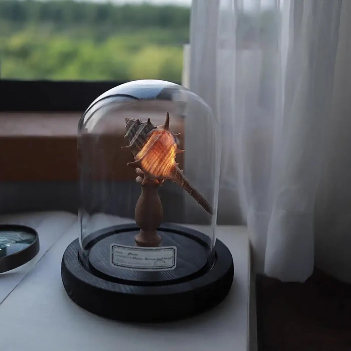 Veilleuse Oursin sous Cloche en Verre – Clesio