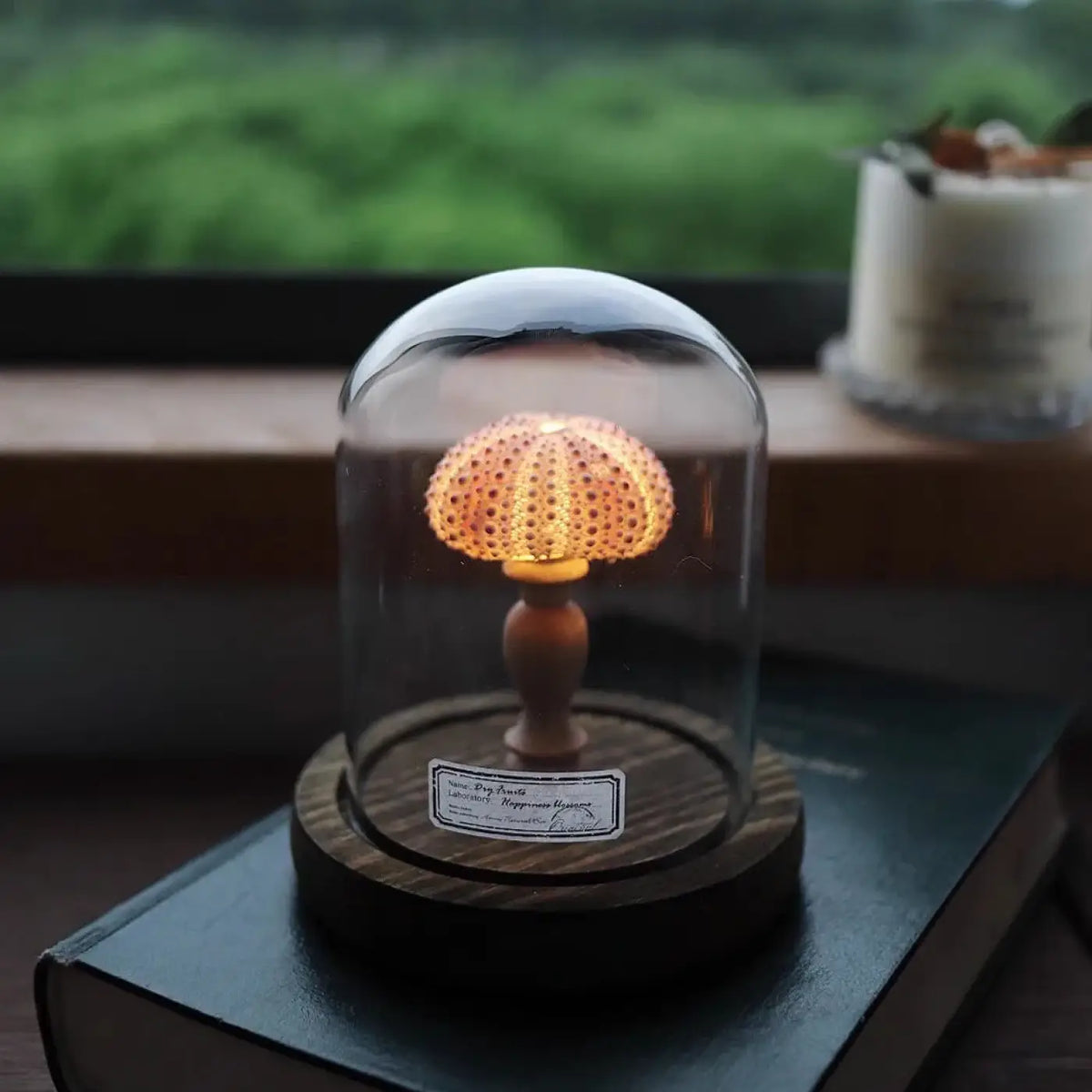 Veilleuse Oursin sous Cloche en Verre – Clesio