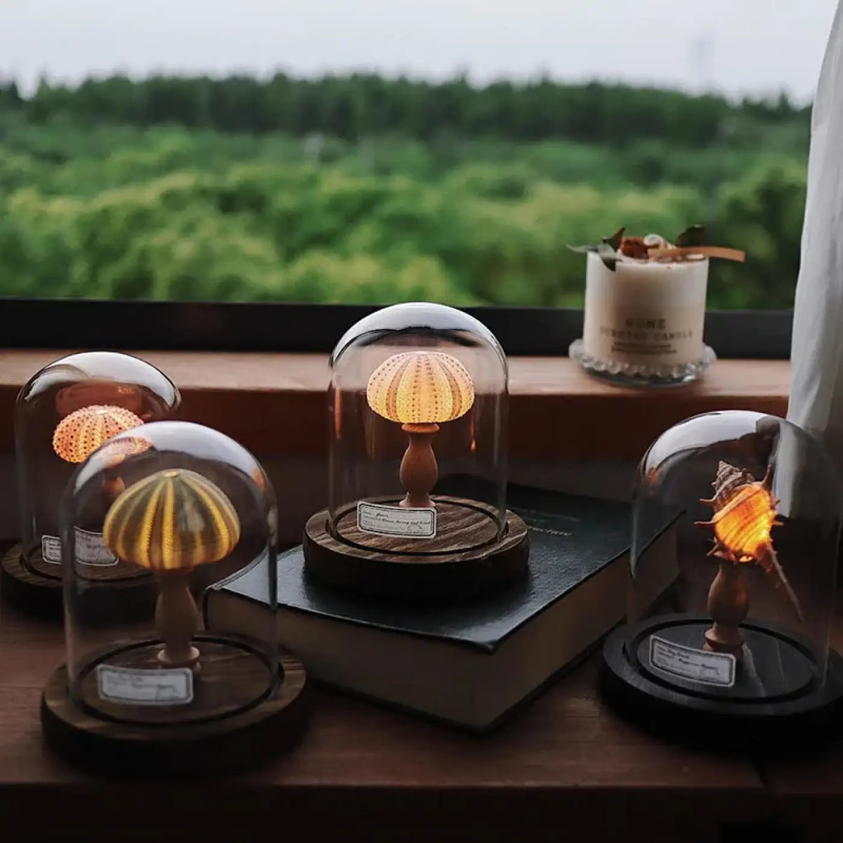 Veilleuse Oursin sous Cloche en Verre – Clesio