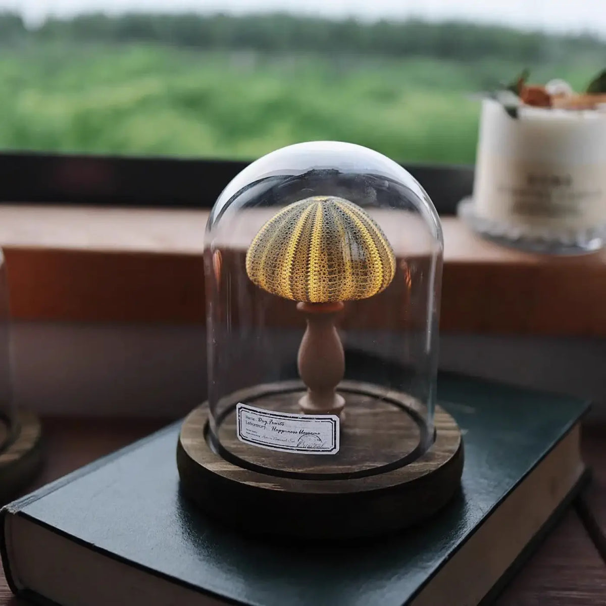 Veilleuse Oursin sous Cloche en Verre – Clesio